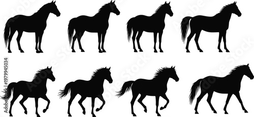 Horse silhouettes collection, black vector horses set, running standing walking poses, farm animal illustration, equine shapes isolated on white background