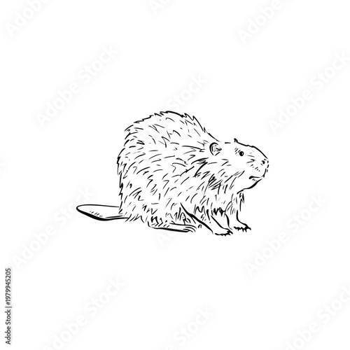 A hand drawn beaver side profile, drawn in black line. 