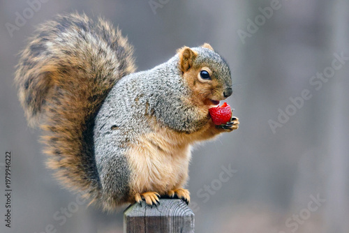 A cute squirrel eating a strawberry