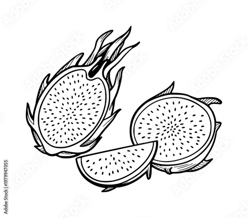 Hand-drawn of dragon fruit halves and slice, showcasing seeds and texture pitaya