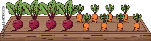 Carrot and Beetroot Plants in Wooden Garden Bed, Fresh Vegetables, Organic Farming Illustration for Digital Media, Websites, and Gardening Projects