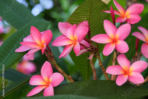 pink frangipani flower