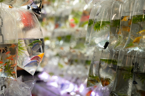 Colourful tropical and ornamental fish displayed in oxygen-filled plastic bags hanging at the Goldfish Market (Tung Choi Street) in Mong Kok, Kowloon, Hong Kong