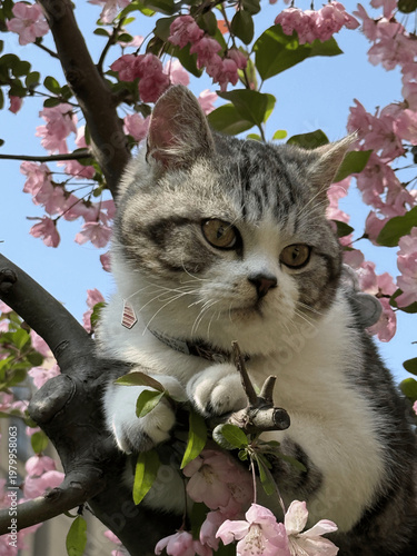 Obraz na plátně Cool Cat with Leaf on Head