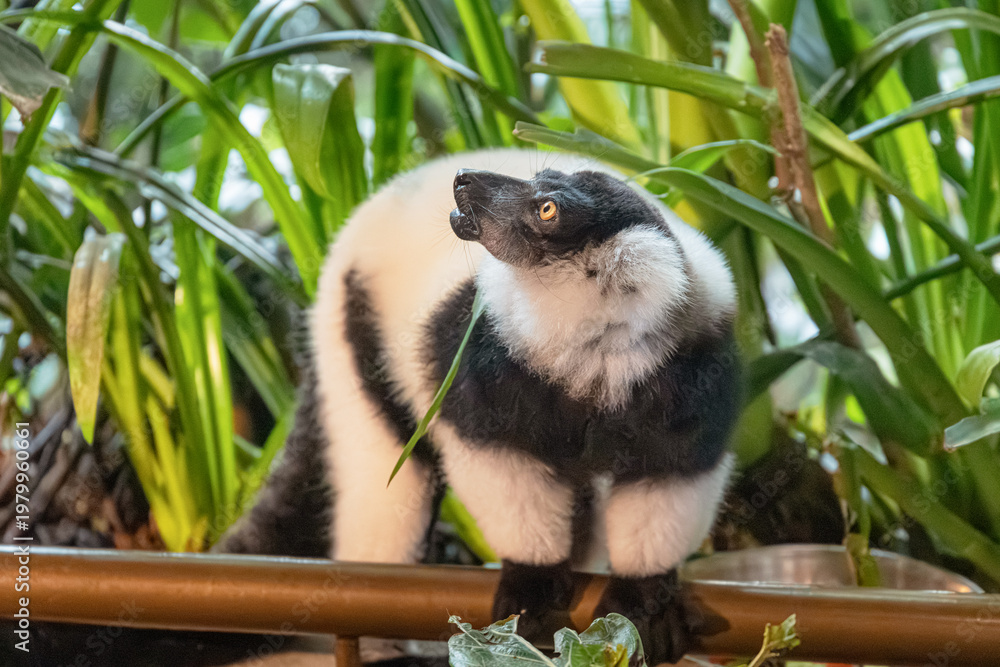 Fototapeta premium Black and white ruffed lemur vocalizing with an open mouth, surrounded by vibrant green tropical foliage