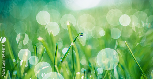 Schilderij op canvas Stunning green grass macro close-up water droplets bokeh background fresh dewy morning nature botanical art dreamy soft focus ethereal spring wallpaper
