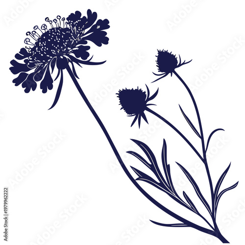scabiosa columbaria silhouette
