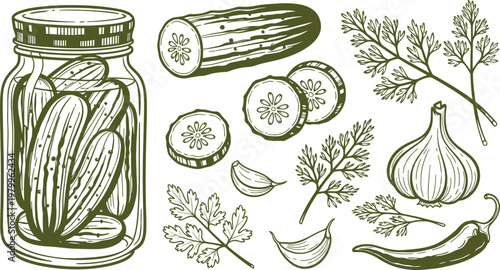 Pickled cucumber illustration with herbs and garlic a vintage botanical sketch