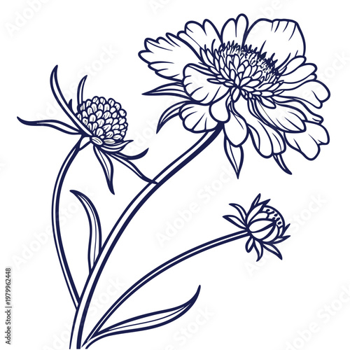 scabiosa columbaria line art vector