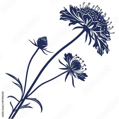  scabiosa atropurpurea oxford blue silhouette