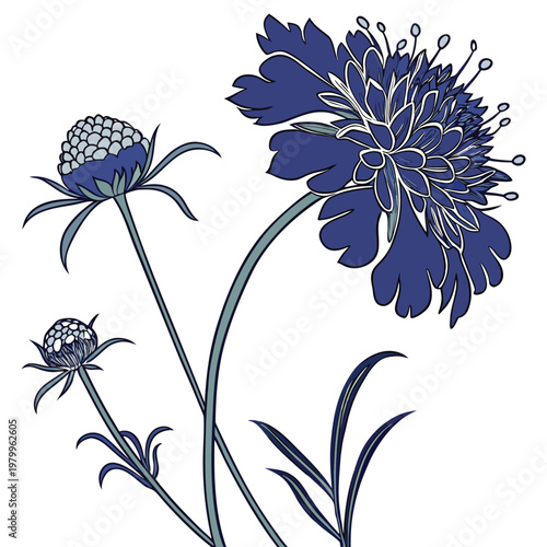 scabiosa atropurpurea oxford blue flower