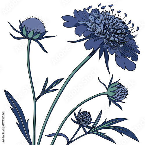 scabiosa atropurpurea oxford blue