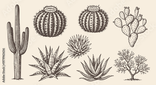 Hand-drawn desert elements collection. engraving illustration