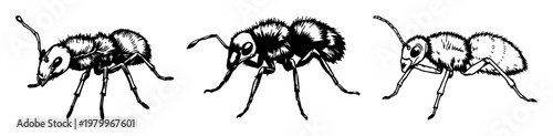 Velvet ant set with rough sketchy art depicting fuzzy body amid white background featuring insect, arthropod, animal with body texture and coloration