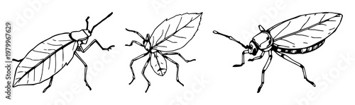 Leaf insect set with hand-drawn line art design featuring jagged edges, detailed patterns, outline style with entomology and natural elements
