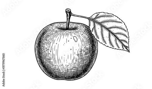 Detailed botanical apple engraving black and white clip art with leaf isolated on white background