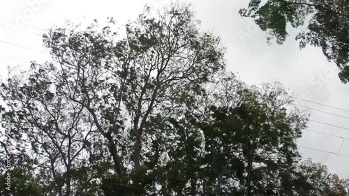 Low angle view looking up at tall trees and branches against an overcast sky.