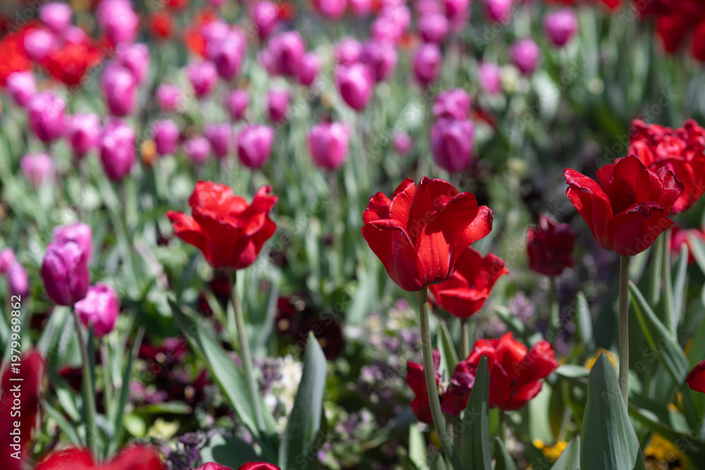 Obraz premium Pink Tulips Close-Up in Soft Light. Spring Floral Background. Close up of fresh blooming pink tulips in soft natural light. 