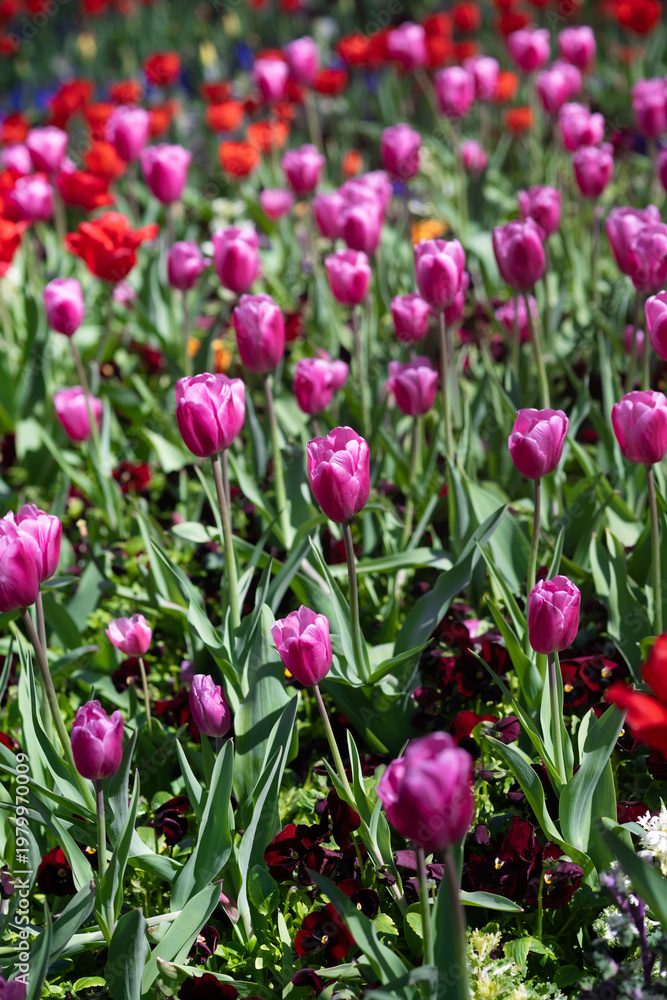 Obraz premium Pink Tulips Close-Up in Soft Light. Spring Floral Background
