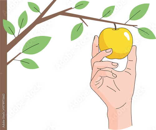 Hand Plucking Ripe Apple from Tree Branch Vector Illustration for Harvest and Organic Farming Themes