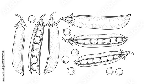 Botanical pea pods and seeds hand drawn vintage sketch vector illustration isolated on white background