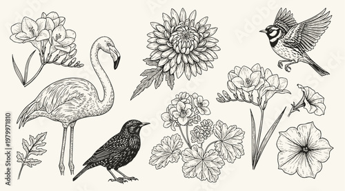 Set of of birds and flowers. engraving illustration birds and flower