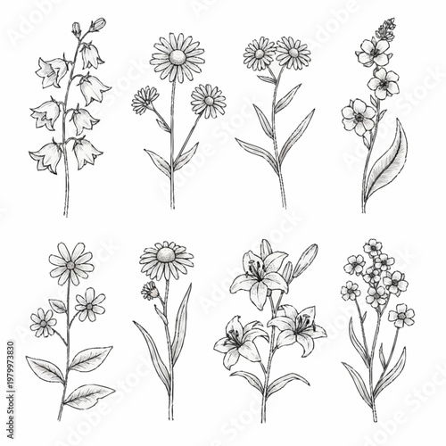 Set of eight minimalist black ink line art sketches of different flowers including lilies, daisies, and bellflowers, isolated on white for botanical design and coloring.