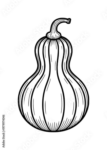 Hand-drawn black and white of a single elongated gourd with ribbed texture and curved stem