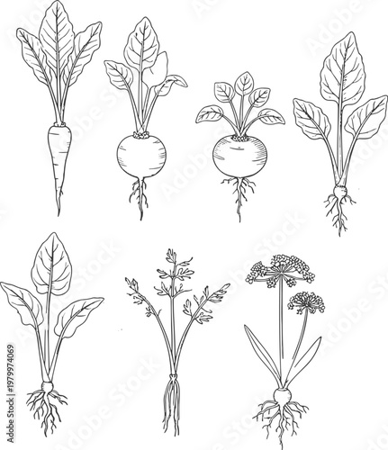 root vegetables illustration set, hand drawn botanical sketches, carrot beet radish turnip plants, vintage agriculture design, organic garden food collection