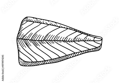 Hand-drawn of a raw fish fillet with visible lines a white background, seafood food