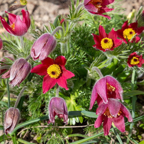 Bright red pasque flowers (pulsatilla) bloom on fuzzy stems in a sunny spring...