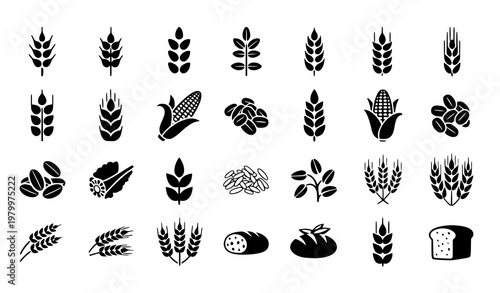 Grain and cereal icon collection with wheat ear rice corn oats rye barley symbols grey flat vector isolated on white background