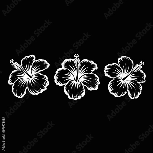 Three white hibiscus flowers are arranged in a horizontal line showcasing delicate petals and stamen on transparent background high-quality professional.