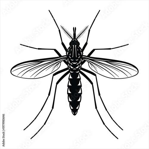 Detailed mosquito insect silhouette vector illustration for pest control and biology