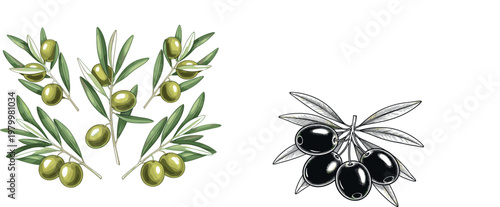 Olive branches set with green and black olives detailed hand drawn and colored botanical vector illustration isolated background
