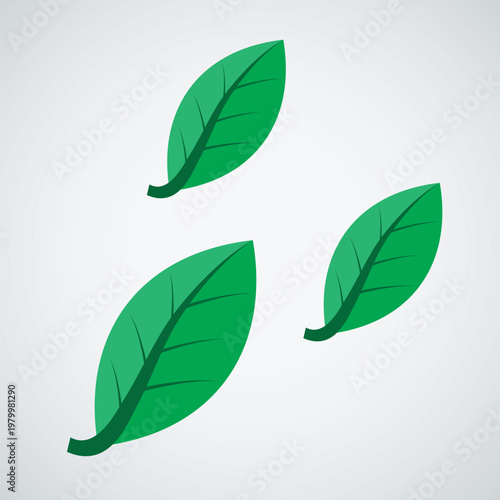 Modern Flat Green Leaves Illustration, Organic Foliage Element, Sustainable and Eco Friendly Botanical Vector