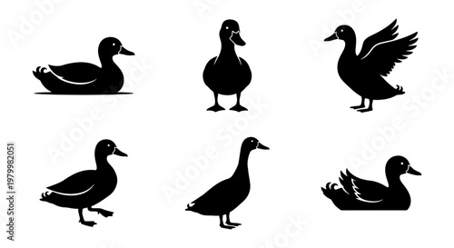 Black duck silhouette collection, set of 6 waterfowl vector icons, minimalist mallard bird shapes, wild duck hunting and nature conservation graphics