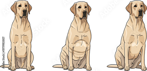 Set of Labrador retriever dogs in different growth stages from puppy to adult isolated pet animal vector illustration collection
