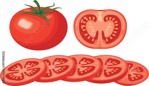 Set of fresh garlic bulbs with detailed cloves and roots isolated organic cooking ingredient vector illustration collection