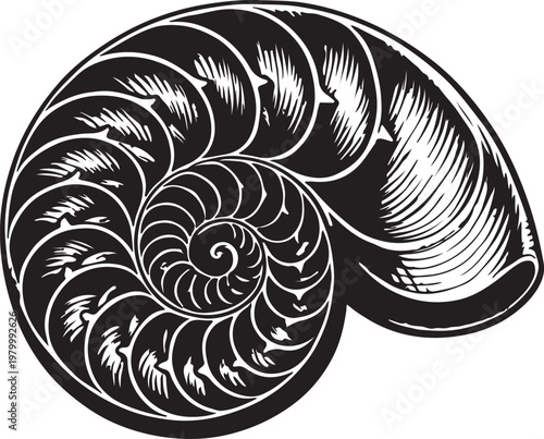 Foto nautilus shell with spiral pattern silhouette vector icon art