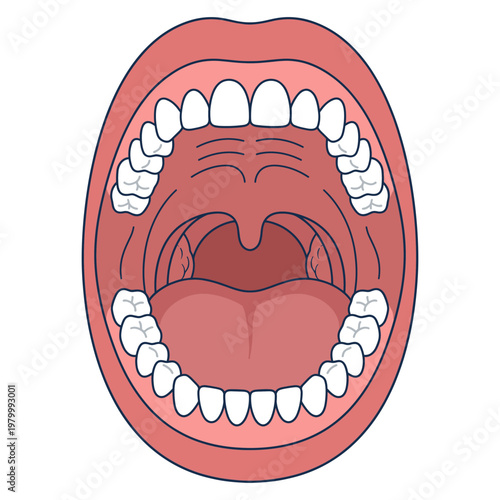 Human Mouth Anatomy Open View Illustration Cutout