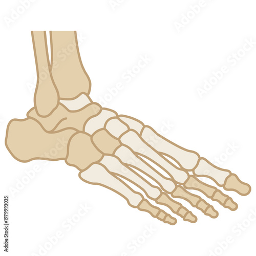 Human Foot Bones Anatomy Illustration Cutout
