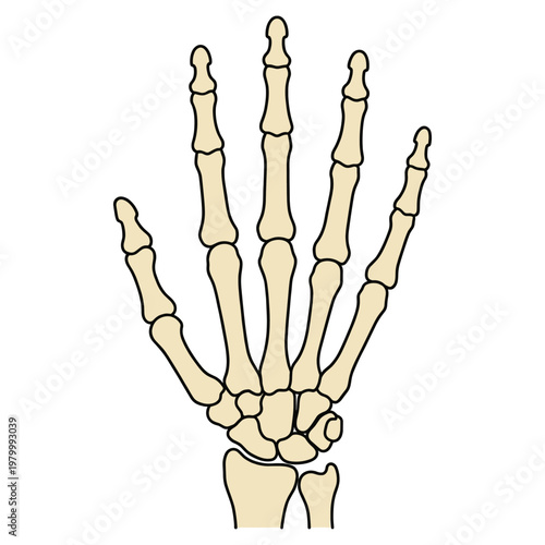 Human Hand Bones Anatomy Illustration Cutout