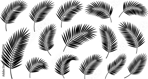 Black palm leaves silhouette collection tropical botanical foliage set with different leaf shapes isolated vector illustration on white background