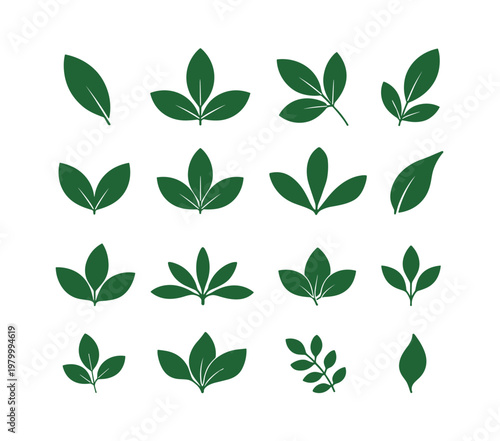 Collection of sixteen dark green leaf and on a white background