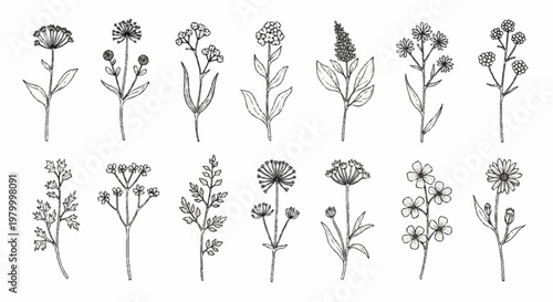 Collection of fourteen hand-drawn botanical line art sketches depicting various wild flowers, meadow herbs, and field plants with stems and leaves on white background.