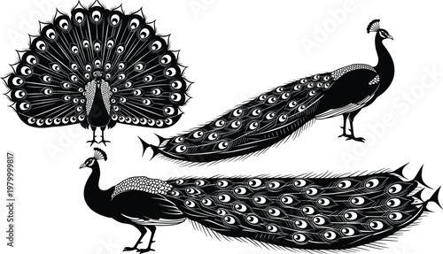 Black and White Vector Illustration of Peacocks with Beautiful Plumage for Wildlife and Decorative Designs