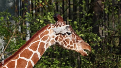 Giraffe, Giraffa camelopardalis is an African even-toed ungulate mammal, the tallest living terrestrial animal and the largest ruminant.