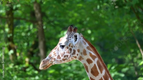 Giraffe, Giraffa camelopardalis is an African even-toed ungulate mammal, the tallest living terrestrial animal and the largest ruminant.