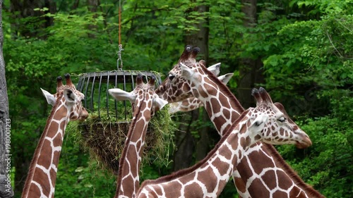 Giraffe, Giraffa camelopardalis is an African even-toed ungulate mammal, the tallest living terrestrial animal and the largest ruminant.